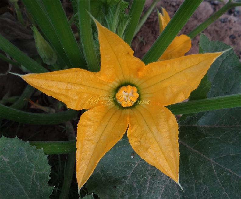  Female Flower